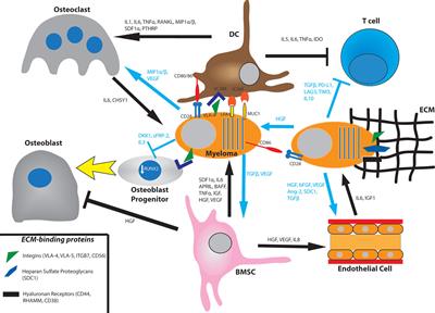 Game of Bones: How Myeloma Manipulates Its Microenvironment